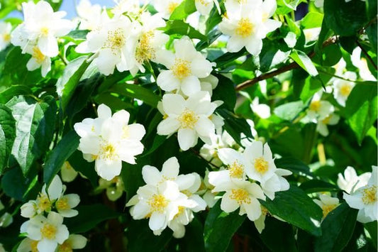 10 Skin Care Benefits of Harshingar  (Night Jasmine) flower Essential Oil - Vedaxry-Experience Vedic Luxury