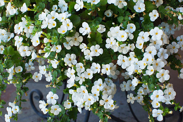 Bacopa