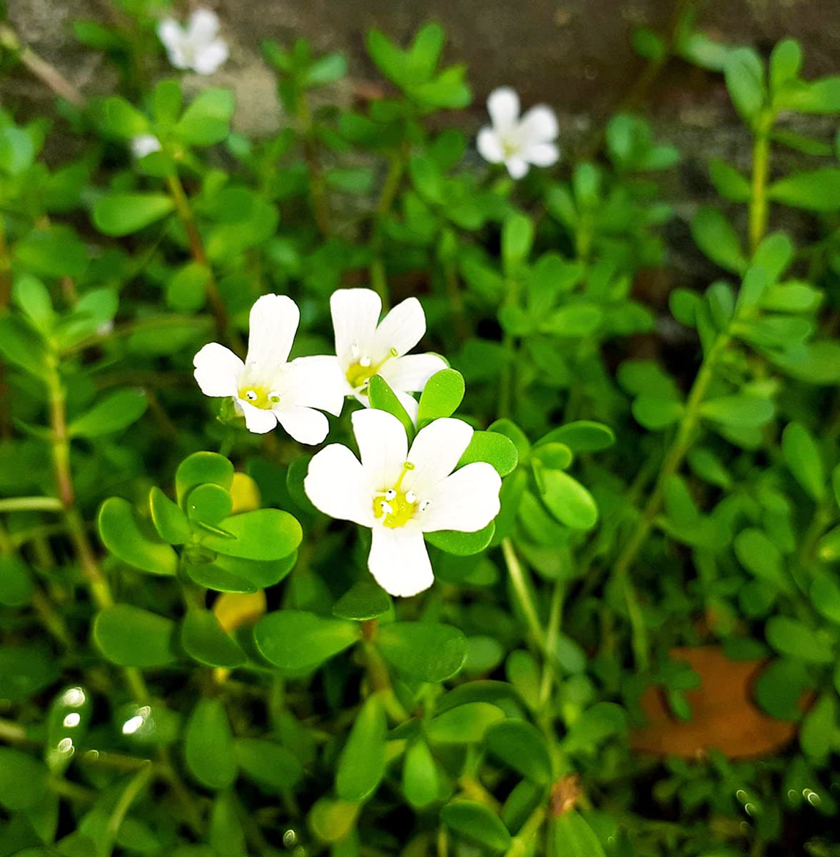 Brahmi