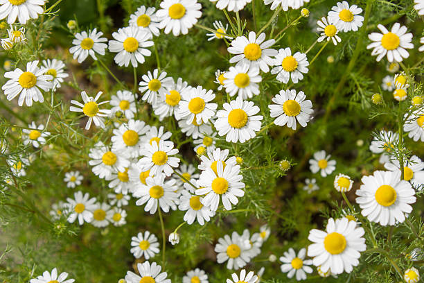 Chamomile