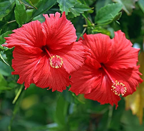 Hibiscus