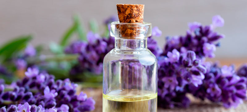 Lavender_Oil